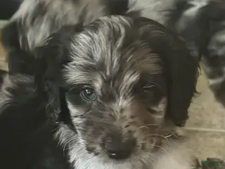 Aussiedoodle dogs Cupid - Ad 5