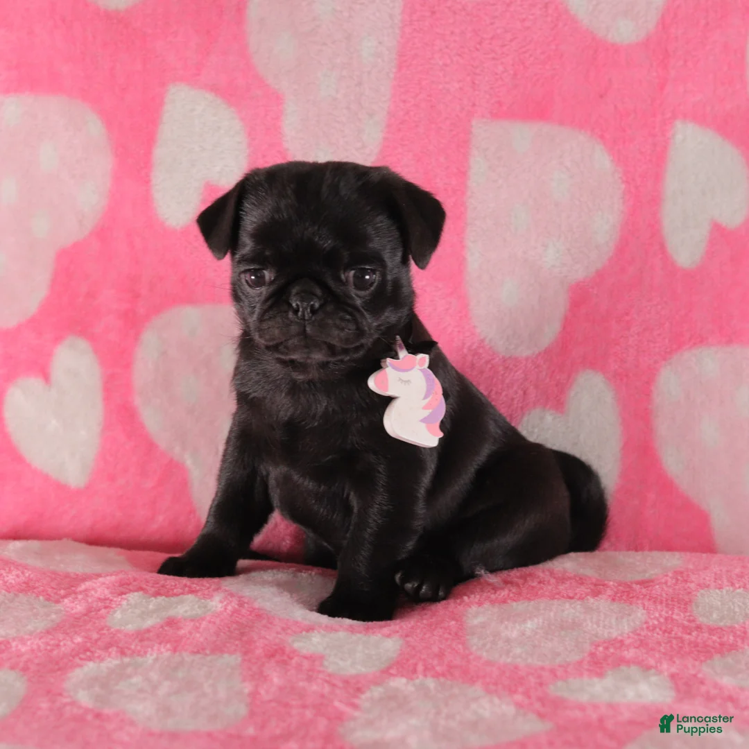 Pug dogs for sale: Rosie - Ad 2
