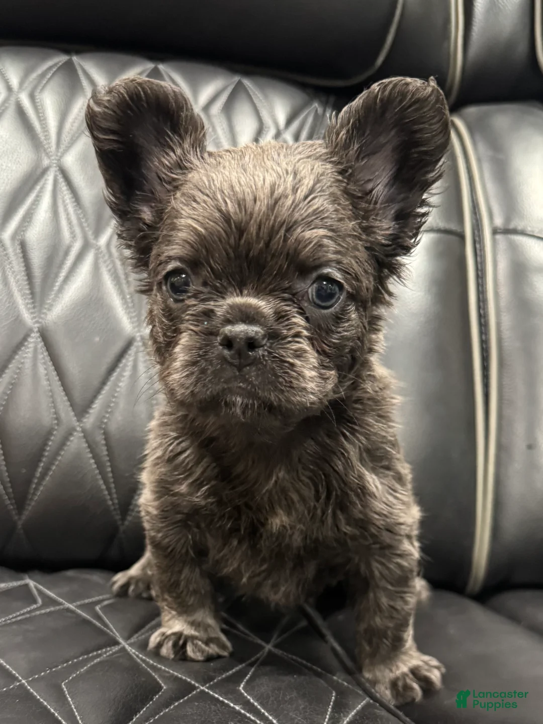 French Bulldog dogs for sale: FLUFFY MAHOMES - Ad 1