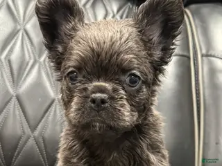 French Bulldog dogs for sale: FLUFFY MAHOMES - Ad 4