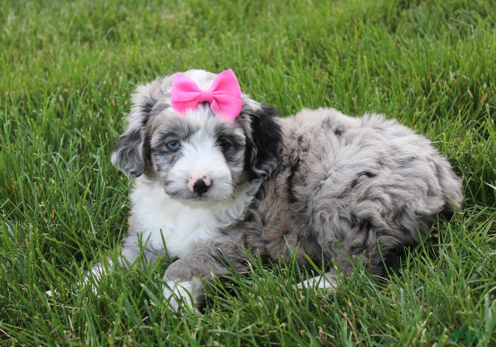 Mini Aussiedoodle dogs for sale: Jenna 🎀 - Ad 8