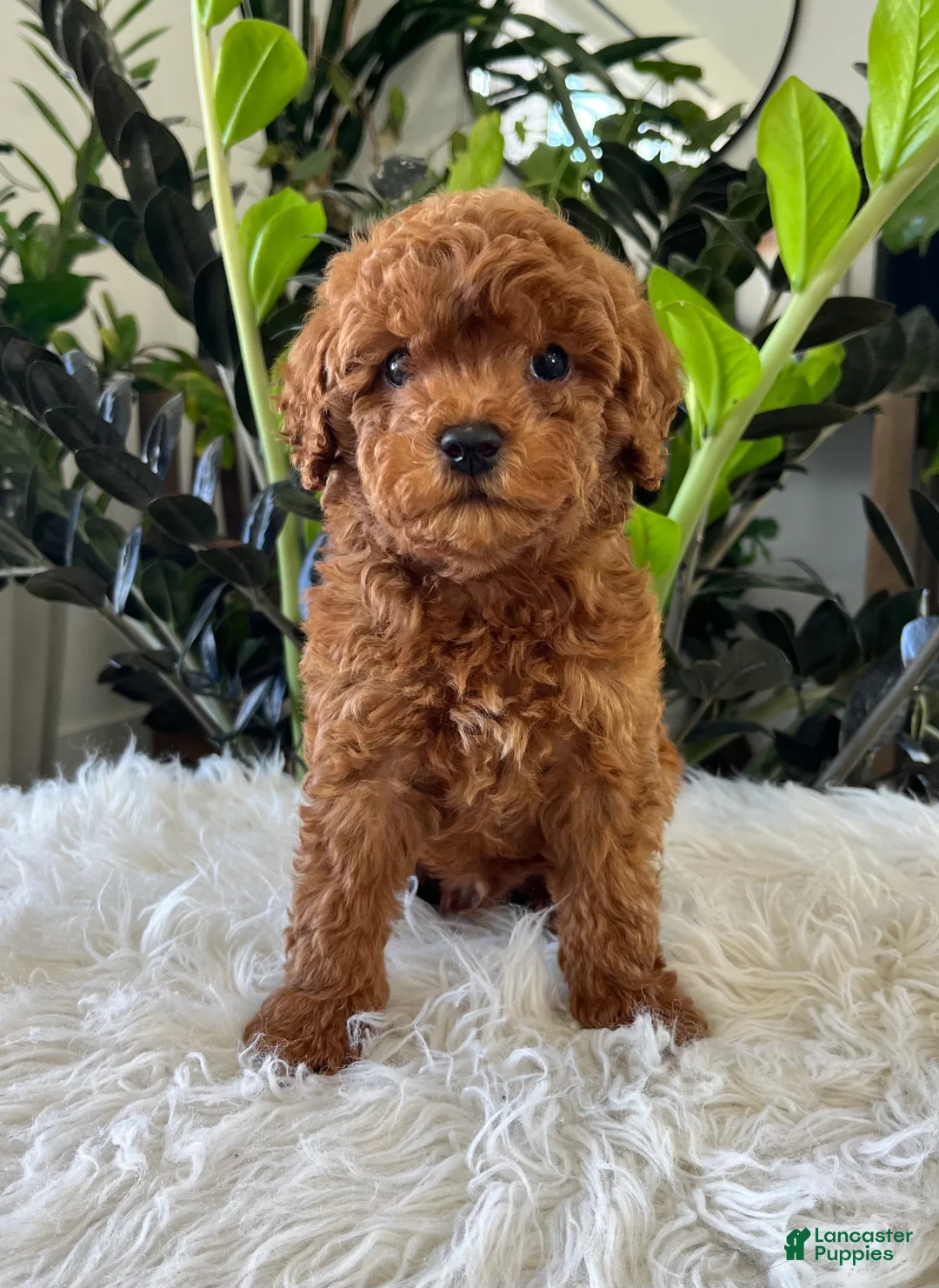 Mini Goldendoodle dogs for sale: Gunner - Ad 1