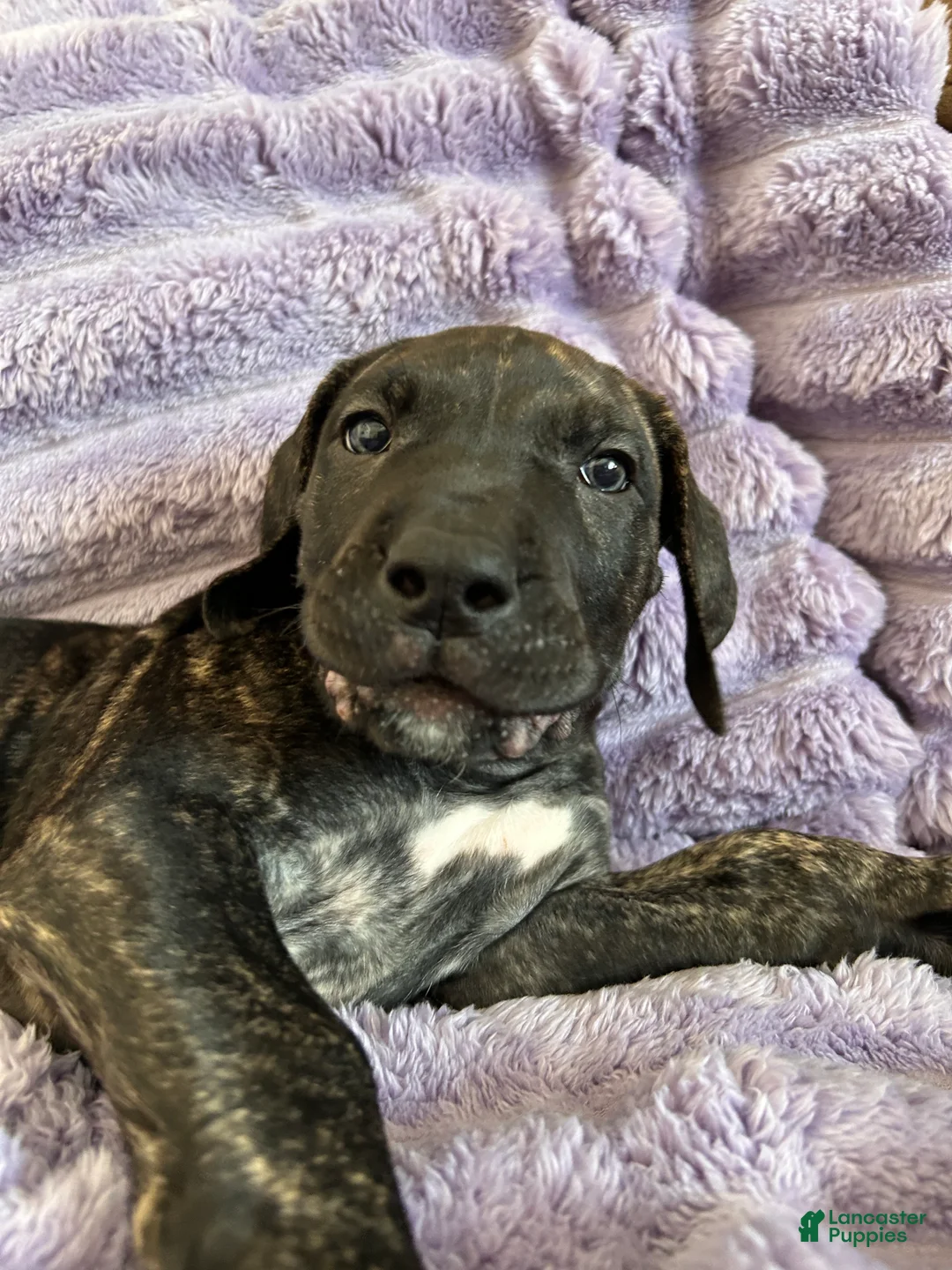 Mixed Breed dogs for sale: Mixed Breed Puppy 1 - Ad 4