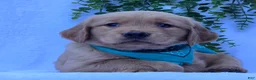 Golden Retriever dogs for sale: Mason - Ad 5
