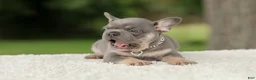 French Bulldog dogs for sale: Dallas - Ad 6
