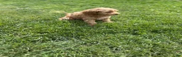 Mini Goldendoodle dogs for sale: Petite Lovely Mini Goldendoodle  - Ad 5