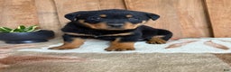 Rottweiler dogs for sale: Leo - Ad 13