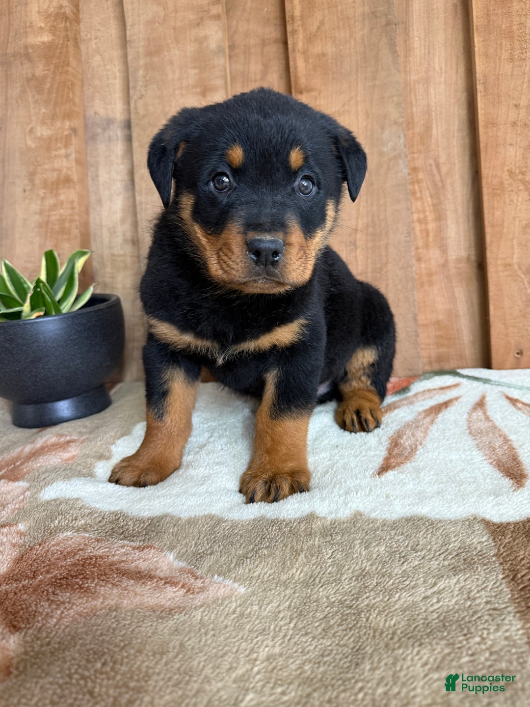 Rottweiler dogs for sale: Leo - Ad 13
