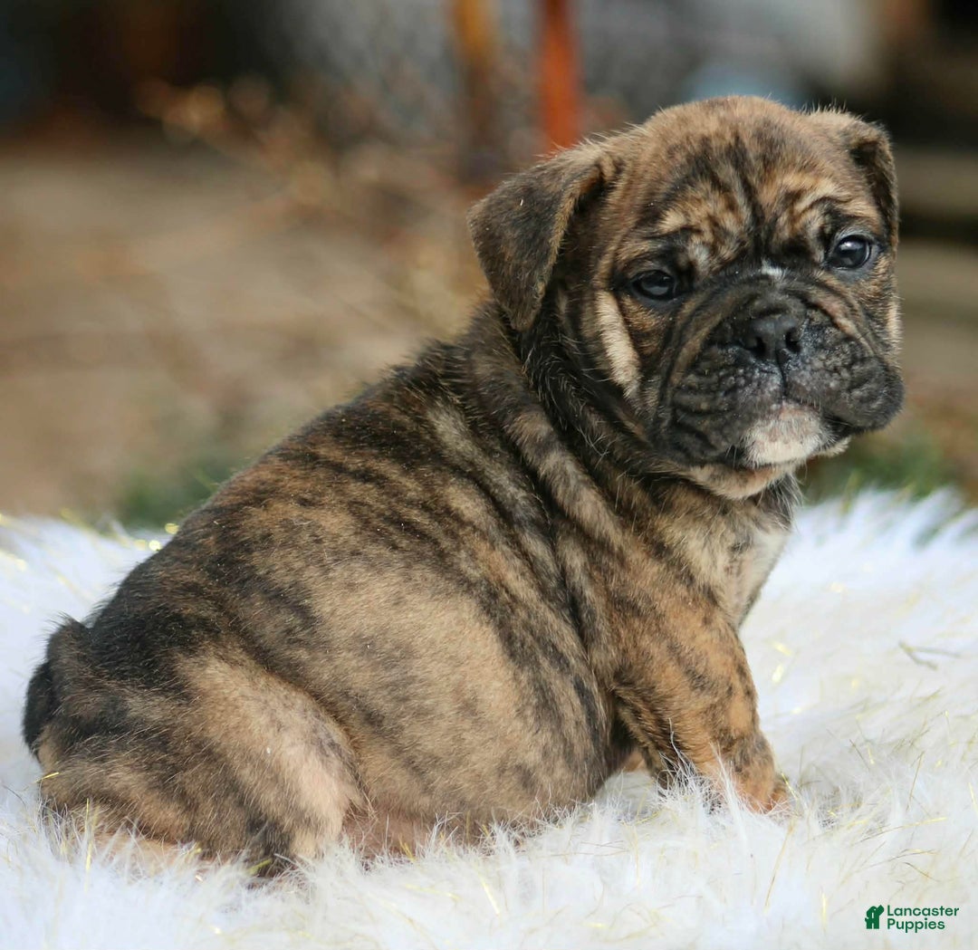 English Bulldog dogs for sale: English Bulldog Puppy 1 - Ad 3