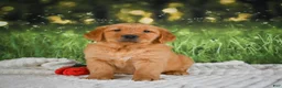 Golden Retriever dogs for sale: Jasper - Ad 1