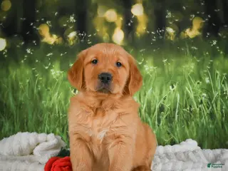 Golden Retriever dogs for sale: Jasper - Ad 3