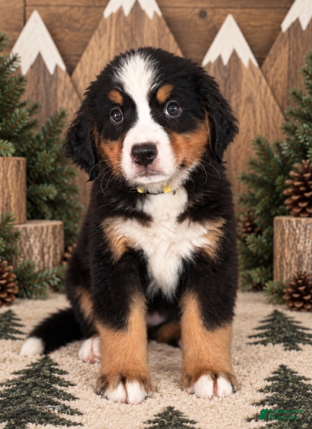 Bernese Mountain Dog dogs for sale: Cedar - Yellow Girl - Ad 2