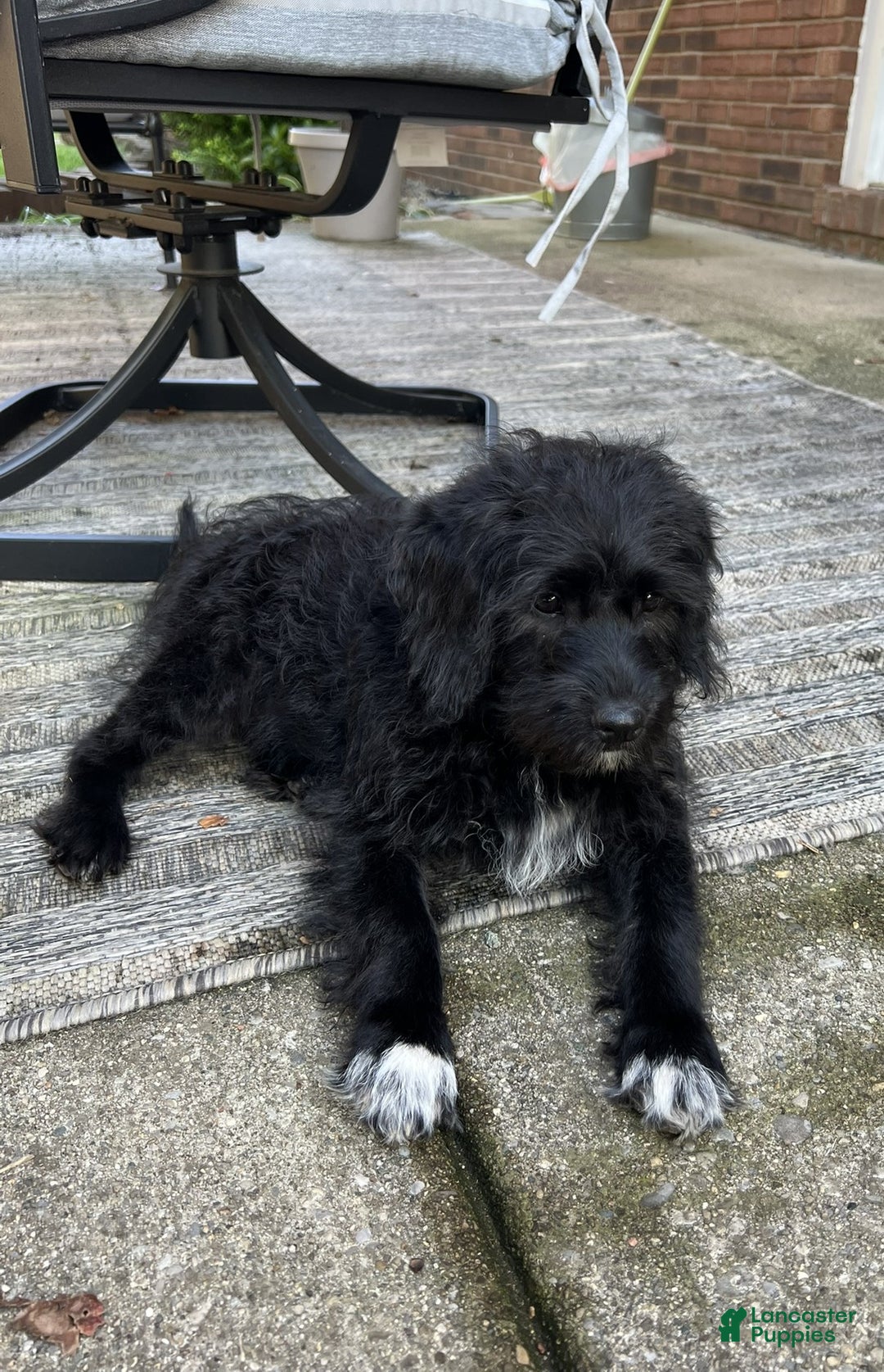 Mixed Breed dogs for sale: Sirius Black - Ad 1