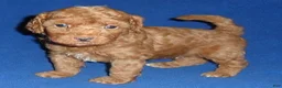 Miniature Poodle dogs for sale: Rusty - Ad 6
