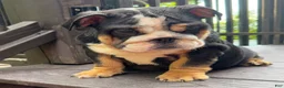 English Bulldog dogs for sale: Dove - Ad 1