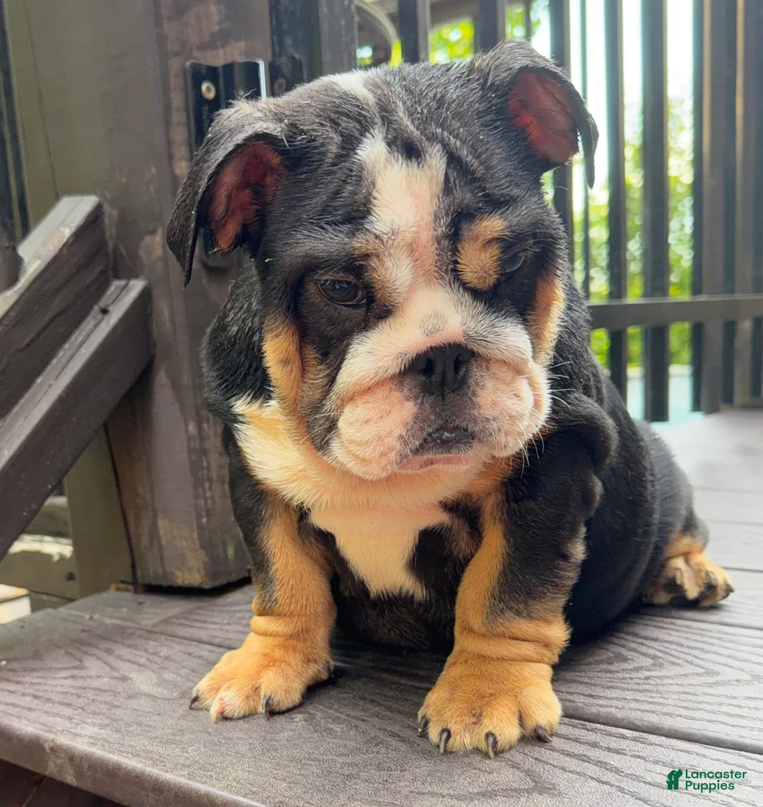 English Bulldog dogs for sale: Dove - Ad 1