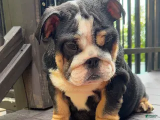 English Bulldog dogs Dove - Ad 9
