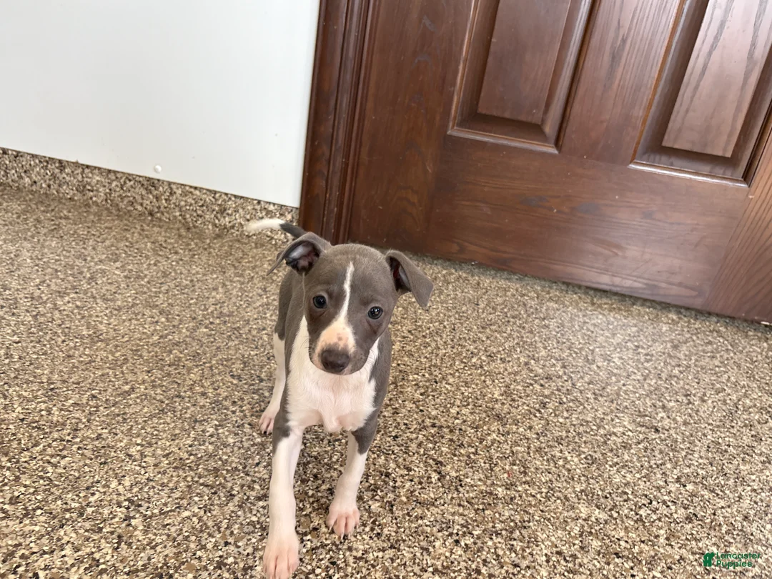 Italian Greyhound dogs for sale: Lanae - Ad 11