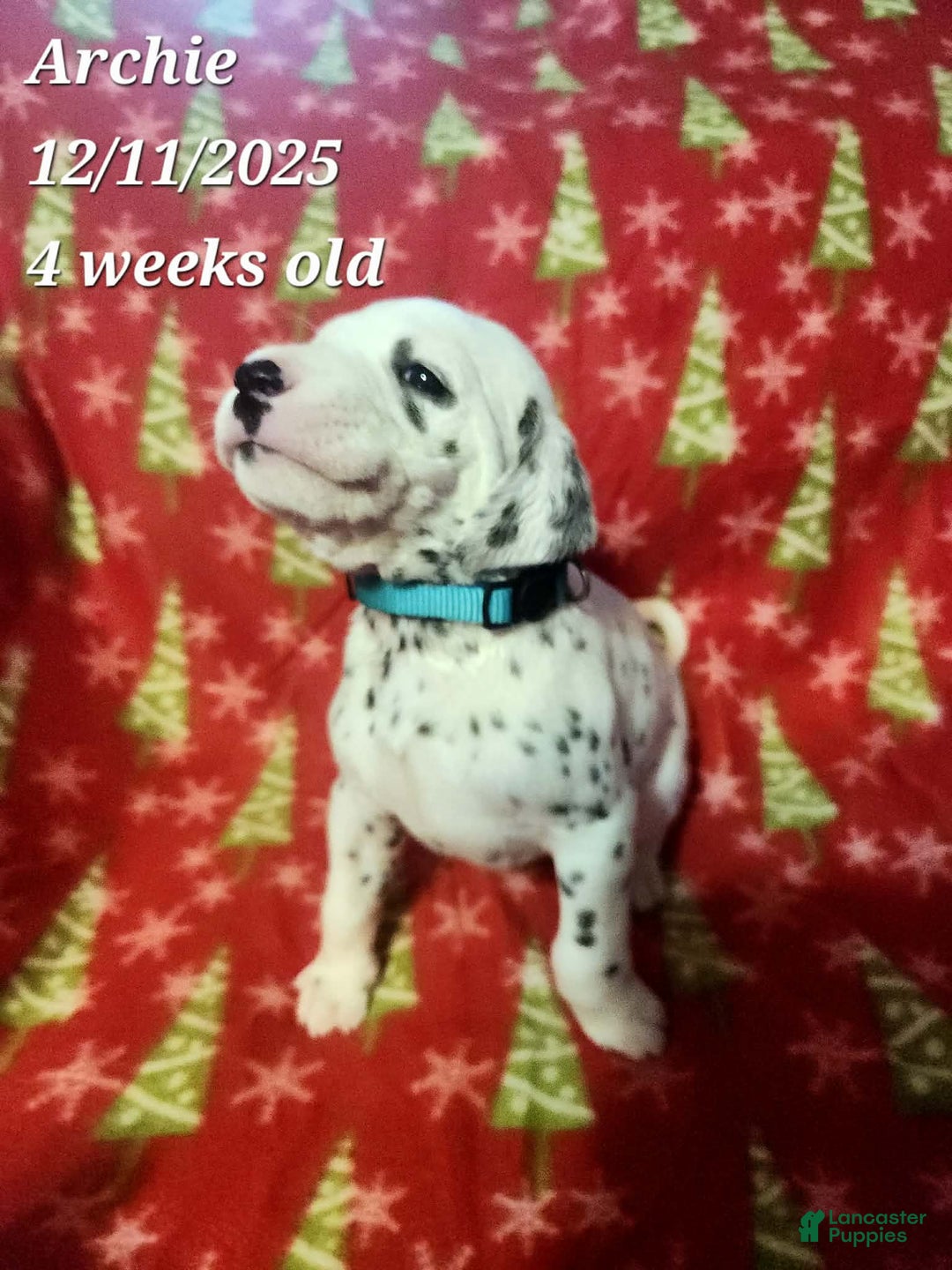 Dalmatian dogs for sale: Dalmatian Puppy 8 - Ad 1