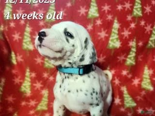 Dalmatian dogs Dalmatian Puppy 8 - Ad 8