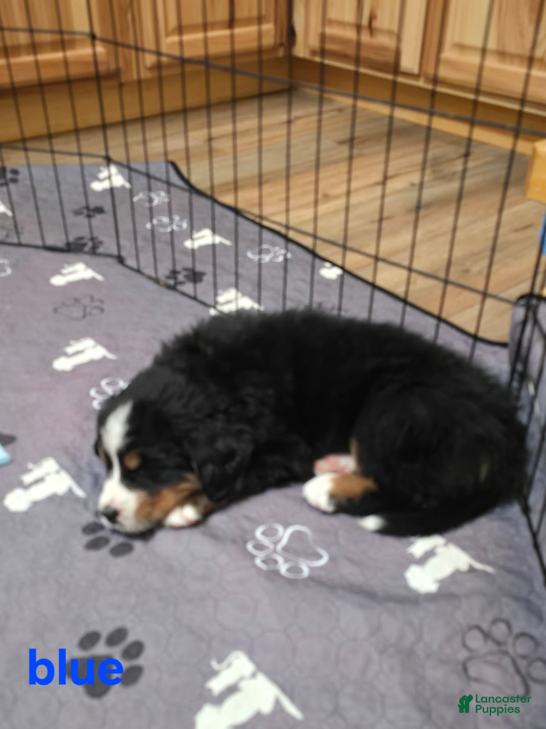 Bernese Mountain Dog dogs for sale: Blue - Ad 6