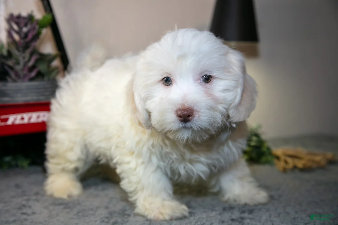 Teddy Bear dogs for sale: Valentino - Ad 1