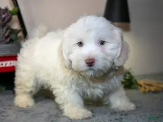 Teddy Bear dogs for sale: Valentino - Ad 2