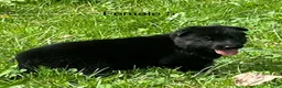 German Shepherd dogs for sale: German Shepherd 3 - Ad 20