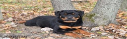 Rottweiler dogs for sale: Rain - Ad 3