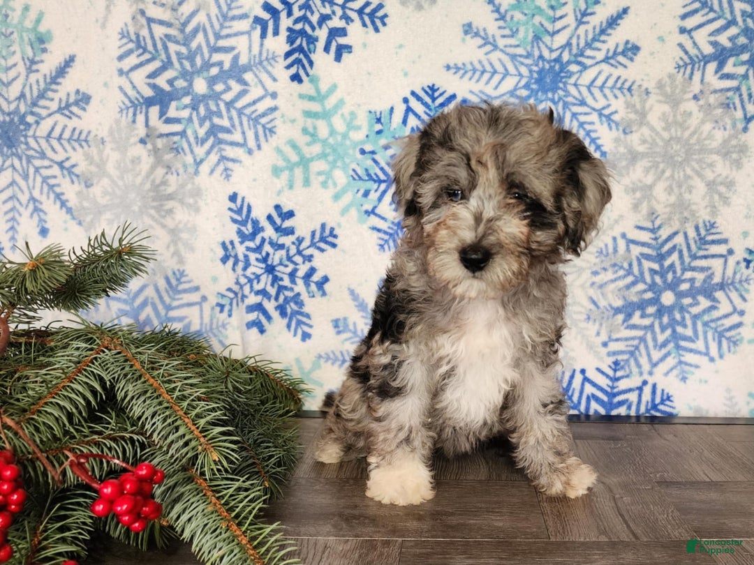 Mini Bernedoodle dogs for sale: Angel - Ad 4