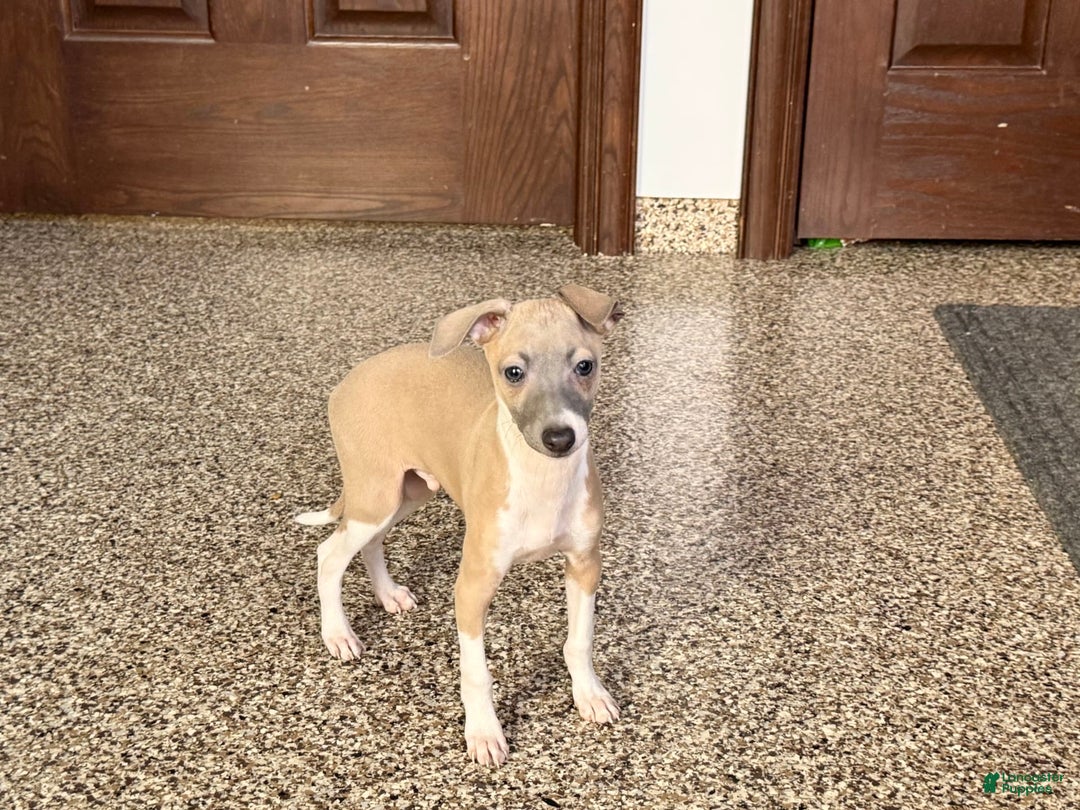 Italian Greyhound dogs for sale: Gerald - Ad 8