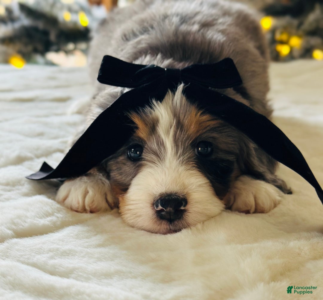 Bernedoodle dogs for sale: Cotton  - Ad 6