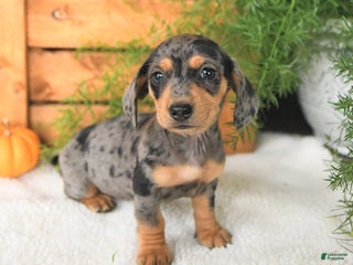 Miniature Dachshund dogs - Ad 42