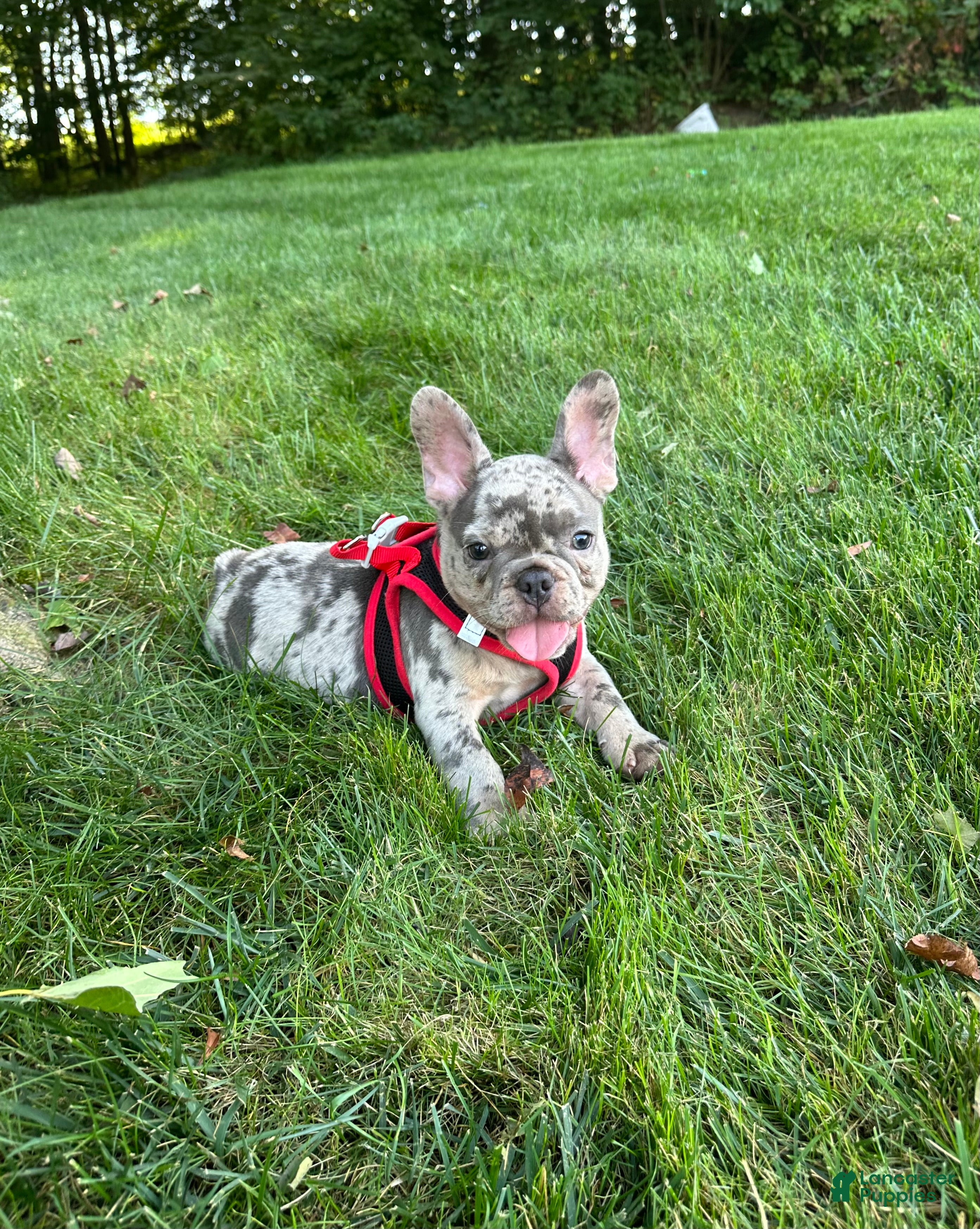 French Bulldog dogs 0scar - Ad 2