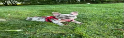 French Bulldog dogs for sale: 0scar - Ad 3