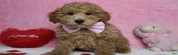 Toy Poodle dogs for sale: Garnet - Ad 6