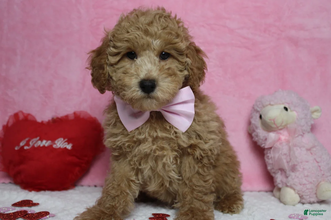 Toy Poodle dogs for sale: Garnet - Ad 6