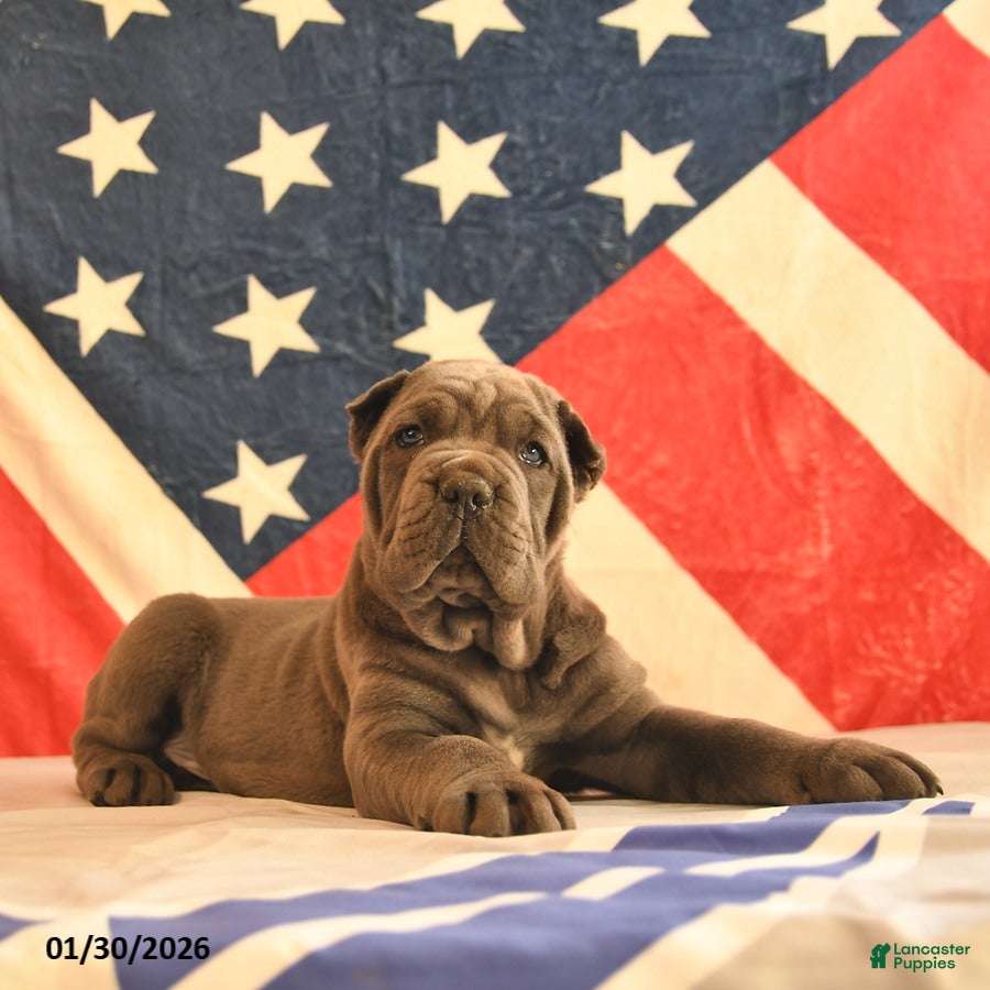 Cane Corso dogs Isreal  - Ad 2
