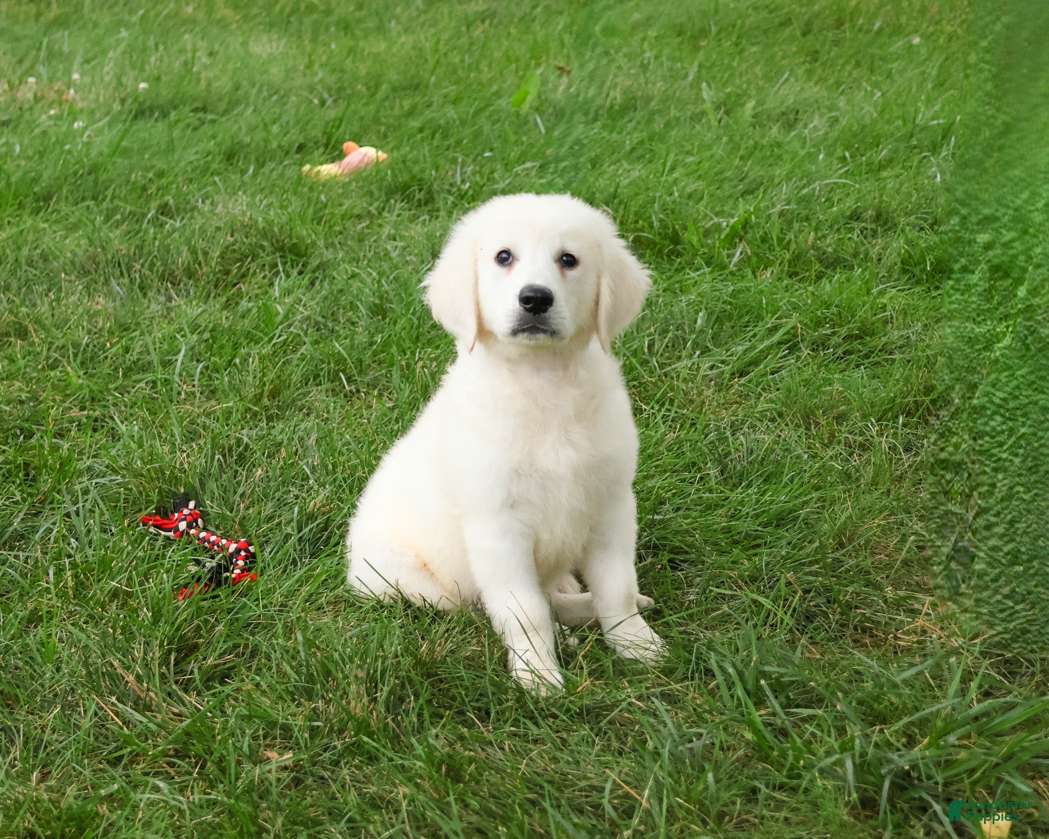 Golden Retriever dogs Oak - Ad 11