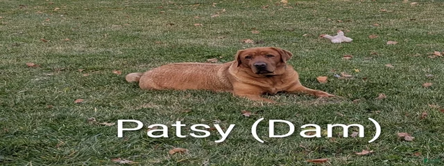 Patsy