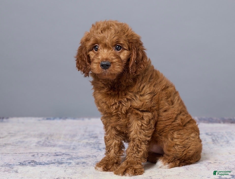 Mini Goldendoodle dogs Holly - Ad 2