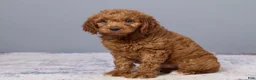 Mini Goldendoodle dogs for sale: Holly - Ad 2