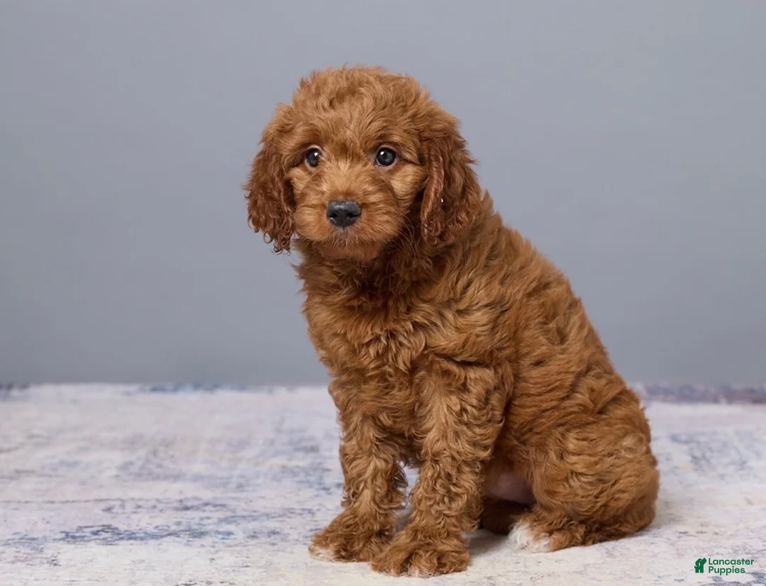 Mini Goldendoodle dogs for sale: Holly - Ad 2