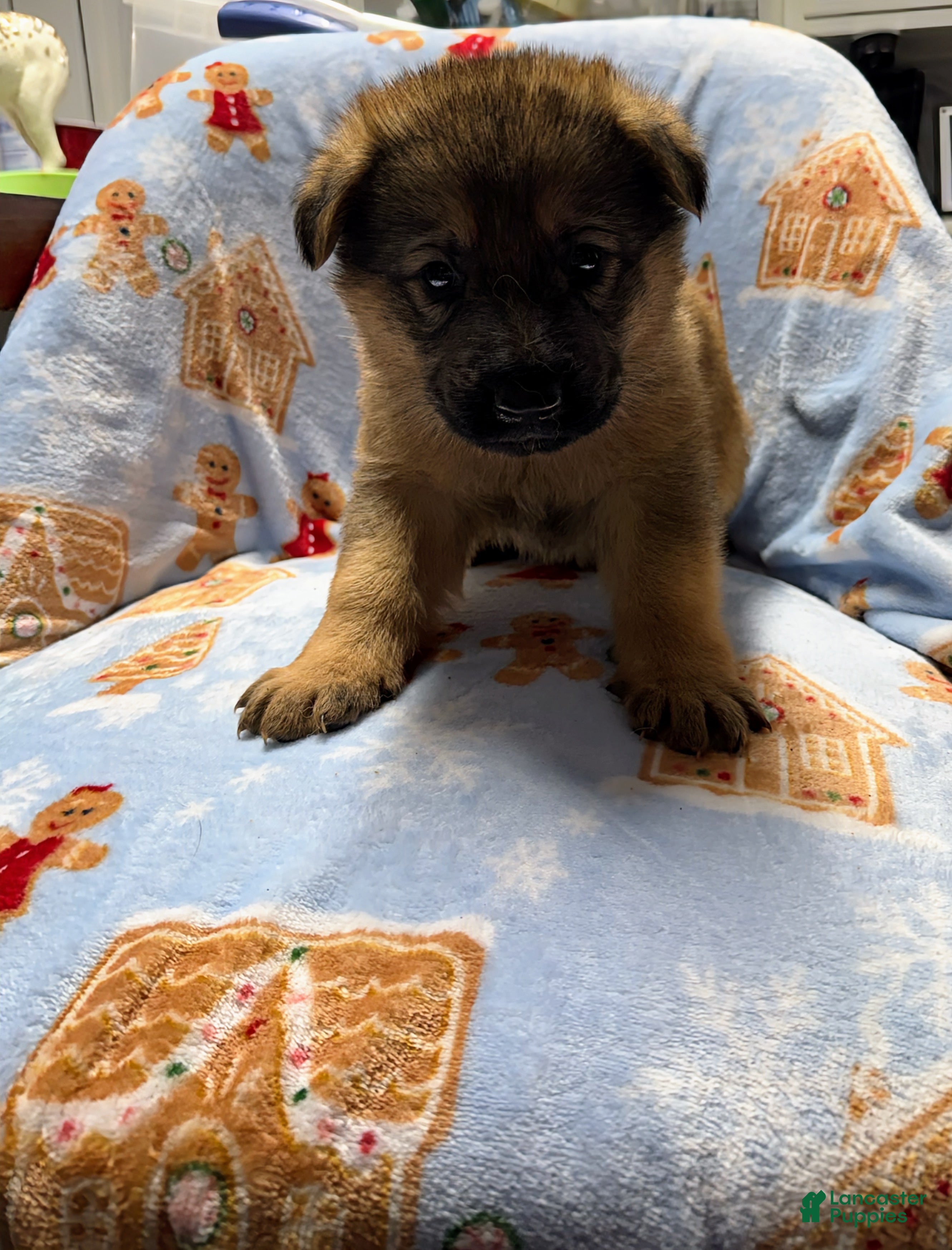 German Shepherd dogs Luna - Ad 42