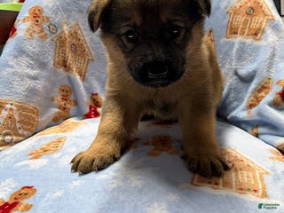 German Shepherd dogs Luna - Ad 42