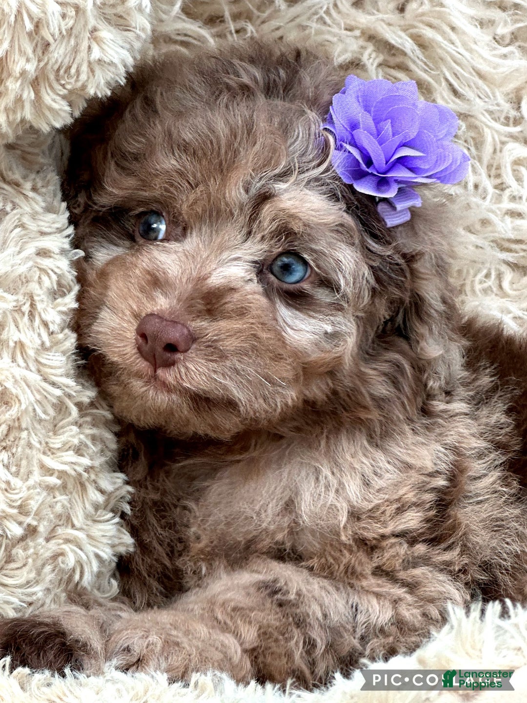 Aussiedoodle dogs for sale: Lessie - Ad 3