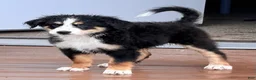 Bernedoodle dogs for sale: Ricky - Ad 4