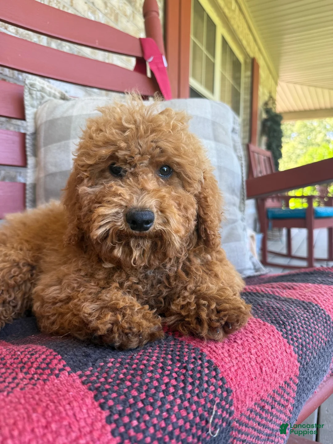 Mixed Breed dogs for sale: Jasper - Ad 5