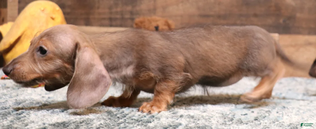 Miniature Dachshund dogs for sale: Barbie blue/tan wirehair female - Ad 1