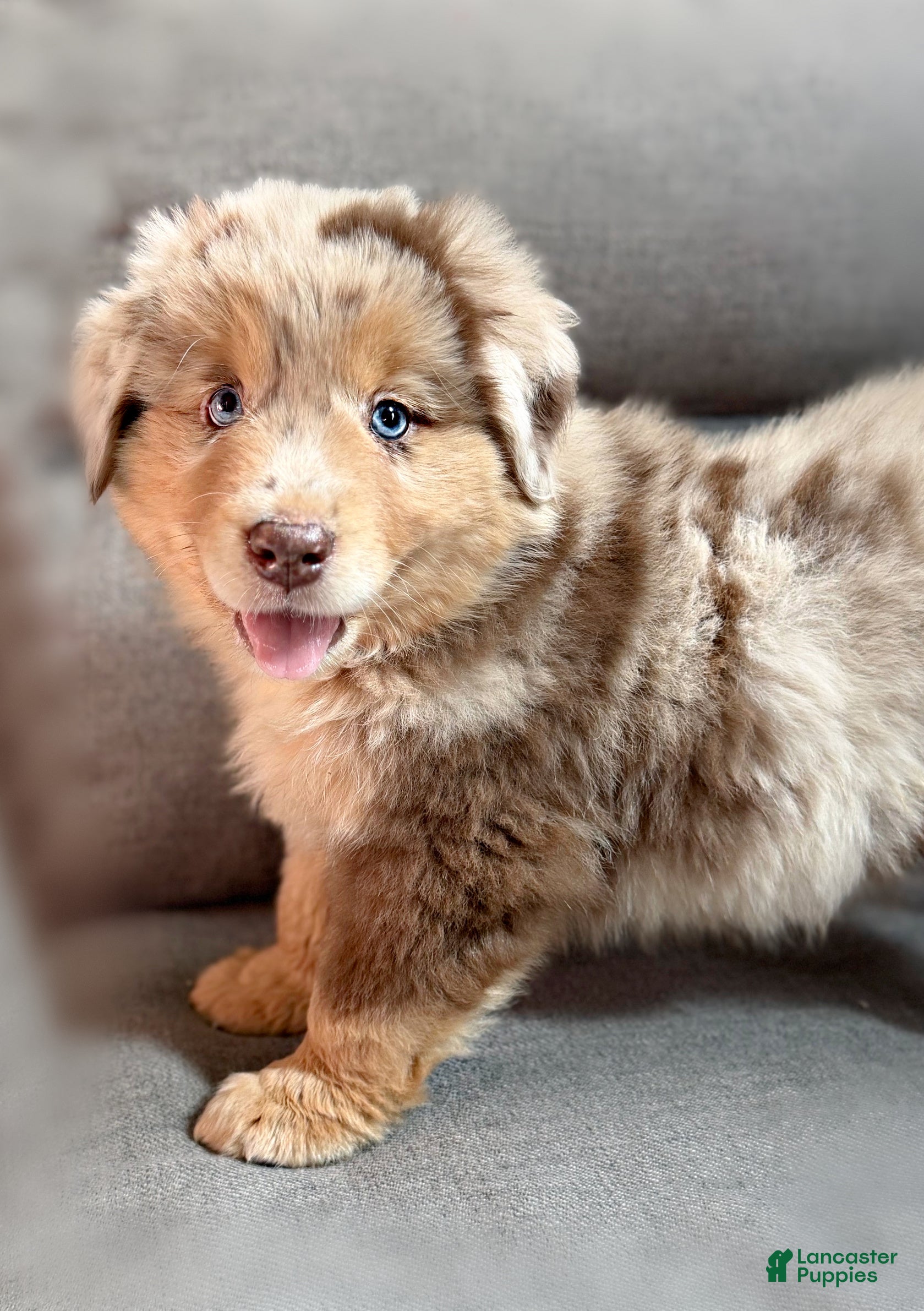 Miniature Australian Shepherd dogs Finn - Ad 1